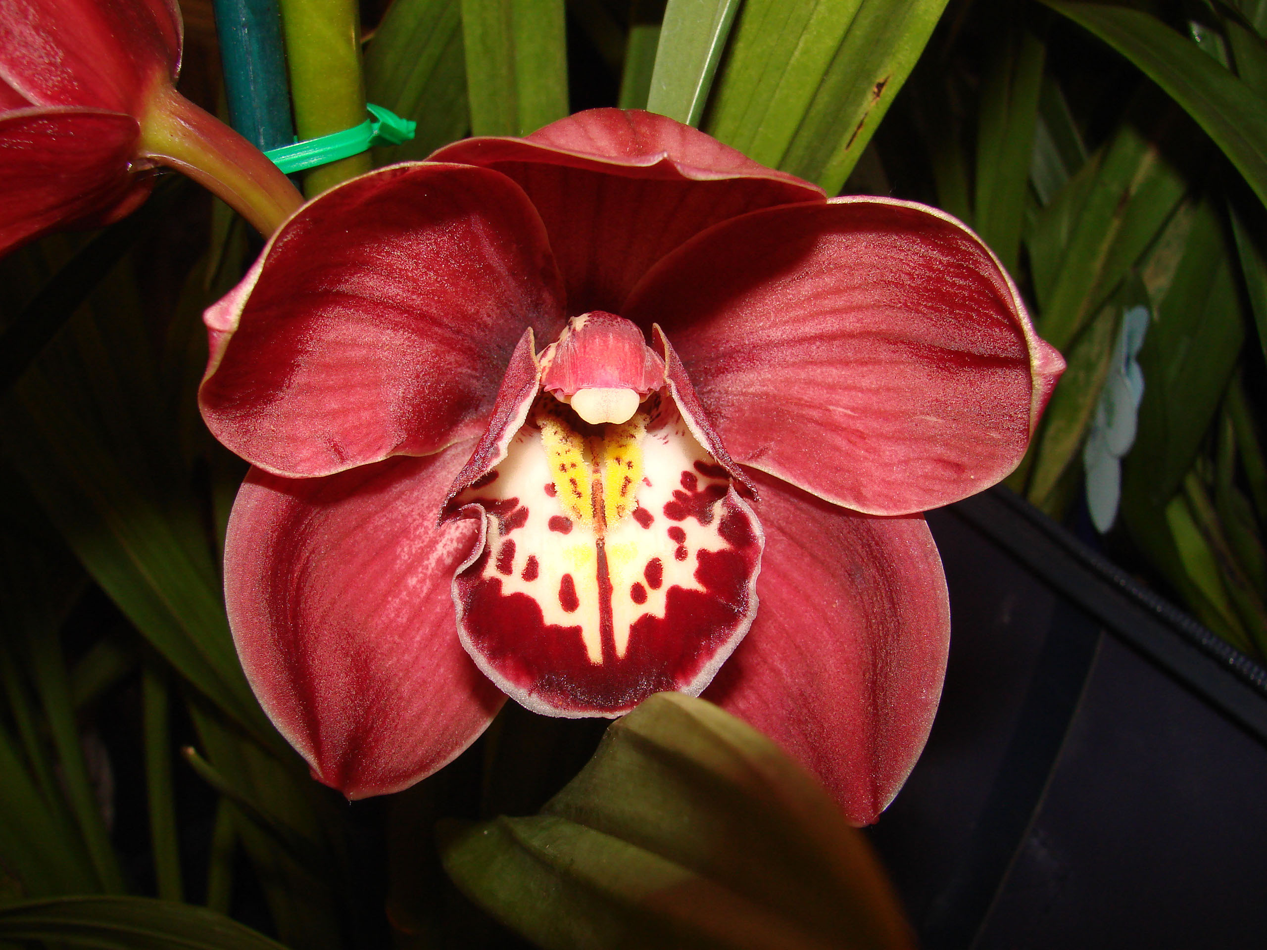 About Cymbidiums Cymbidium Orchid Club Of Wa 